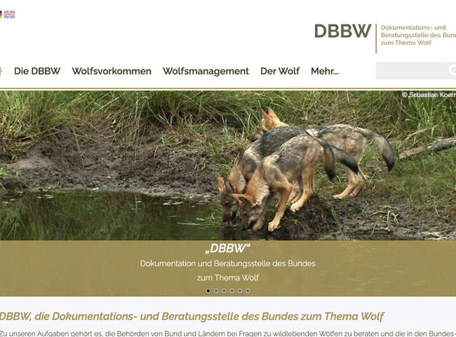 Startseite Website DBBW - Dokumentations- und Beratungsstelle des Bundes zum Thema Wolf 2023